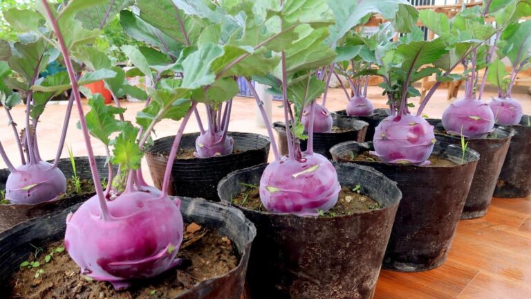 Diese einfache Methode lässt deinen Gemüsegarten mit lila Kohlrabi leuchten…