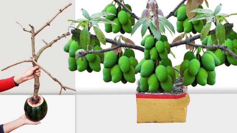 Dieser vergessene Trick lässt deinen Mangobaum schneller wachsen als je zuvor…