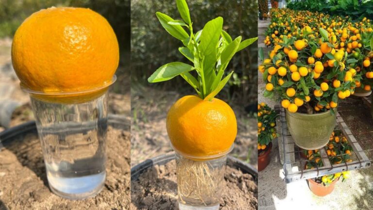Dieser einfache Trick lässt deine Orangenbäume schon bald Früchte tragen…
