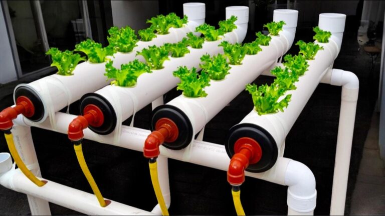 Diese einfache Technik optimiert deinen Hydroponik-Garten und lässt Pflanzen prächtig