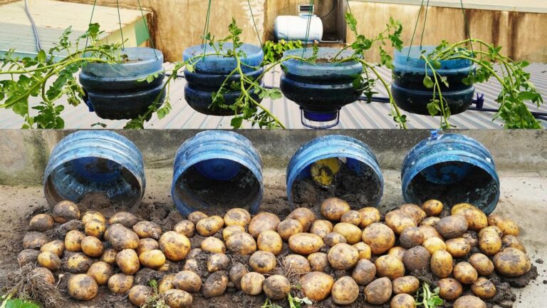 Dieser einfache Trick verwandelt Wasserflaschen in eine wahre Kartoffelernte …