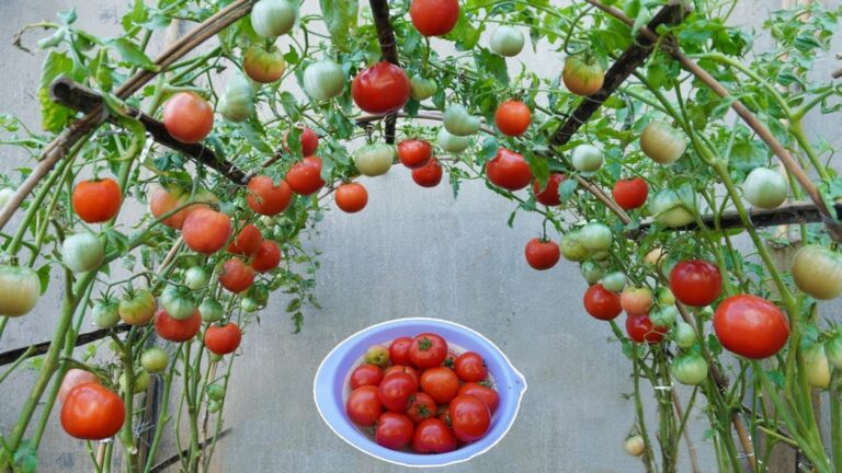 Diese einfache Methode verwandelt Küchenabfälle in ertragreiche Tomatenpflanzen …