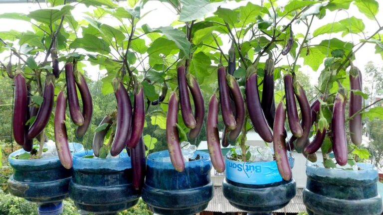 Ein einfacher Trick, um mit Plastikflaschen ohne Garten überall köstliche Auberginen zu
