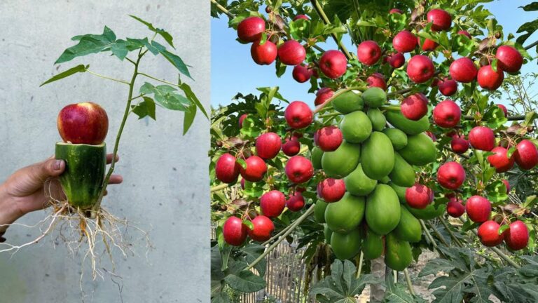 Ein einfacher Trick, um Papaya und Apfel auf einem Stamm zu vereinen… erstaunliche