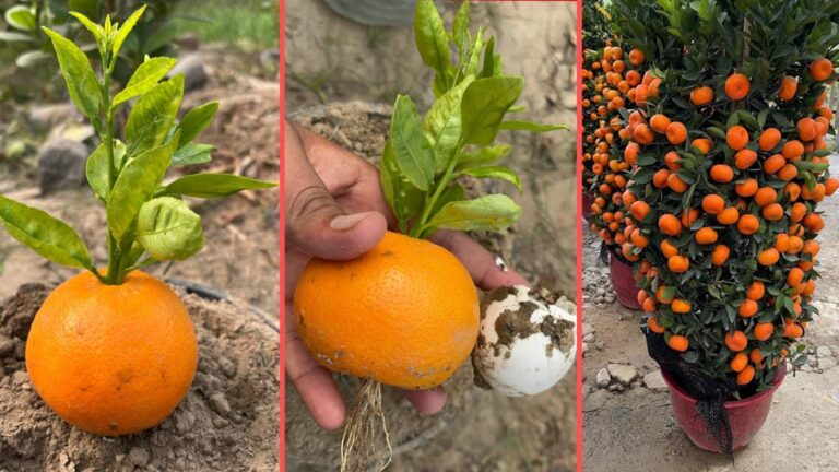 Viele wissen nicht, dass man aus Orangenfrüchten mit Eierschalen neue Orangenbäume züchten kann…