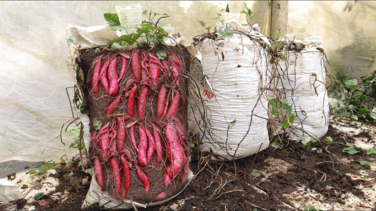 Diese einfache Technik verwandelt Süßkartoffeln im Garten in saftige Schätze …