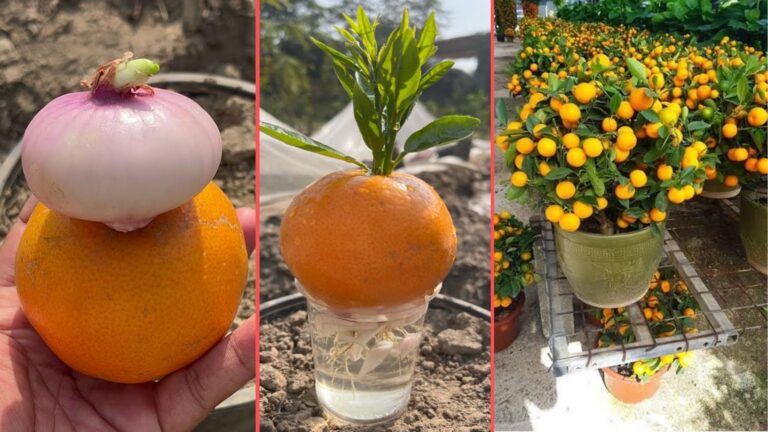 Dieser vergessene Trick lässt deinen Orangenbaum ganz mühelos fruchtig erstrahlen…