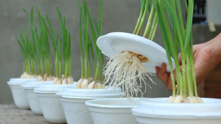 Diese einfache Methode verwandelt Küchenabfälle in kraftvolle Wurzeln für deinen Garten…