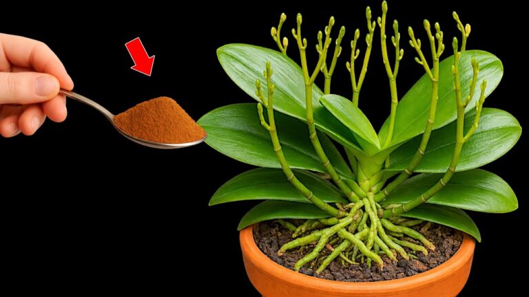 5 Tipps für dauerhafte Orchideenblüten mit natürlichen Pflanzenhilfsmitteln