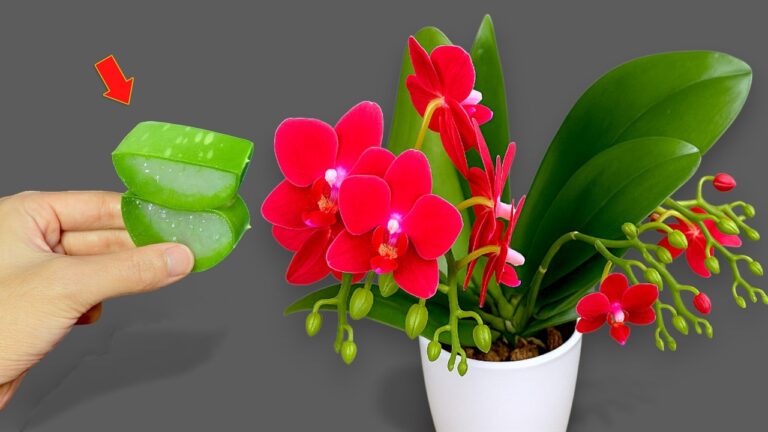 100 Wurzeln unter Orchideen: Entdecke, wie sie das ganze Jahr blühen!