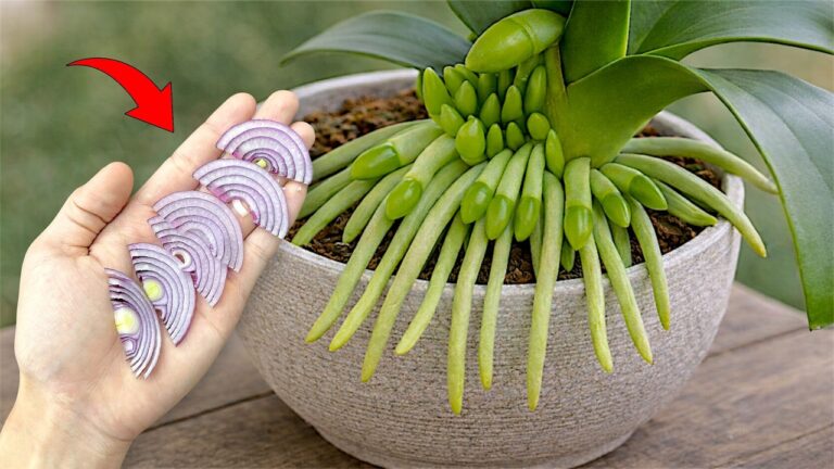 Mehr Blütenstängel für deine Orchidee: Mit nur 1 Schnitt wachsen 500% mehr!