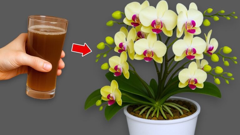 7 Tipps für prächtige Orchideen: Machen Sie jede Woche einen neuen Blütenzauber!