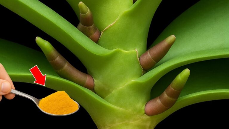 1 Löffel pro Woche: So gedeihen Ihre Orchideen das ganze Jahr über!
