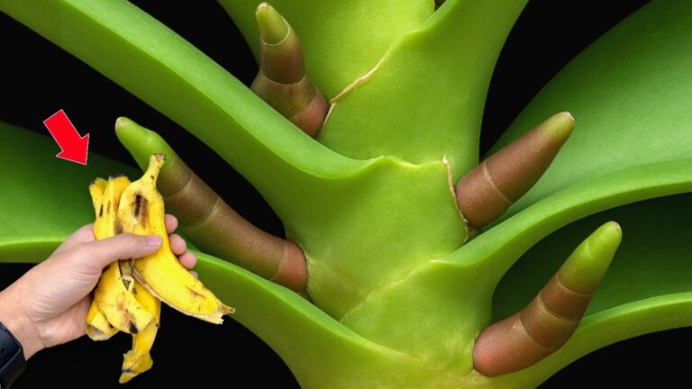 3 Geheimnisse für Orchideen, die 3 Monate lang blühen – Entdecke die Wunder der Pflanzenpflege!