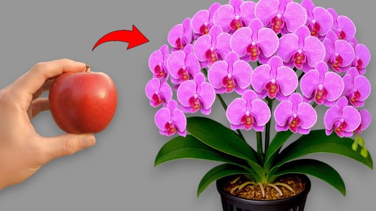 Eine einzige Bombe veränderte 5 Dinge im Orchideengarten – entdecke die Überraschungen!
