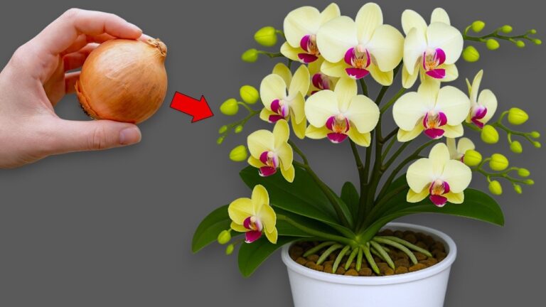 Mit 1 Zwiebel deine Orchideen das ganze Jahr zum Blühen bringen!