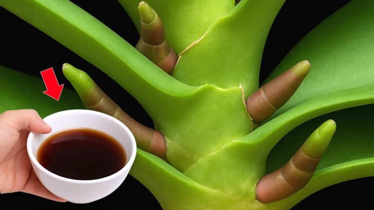 Woche für Woche: 1 Tasse Orchideenpflege für 1001 Wurzeln und Blüten!