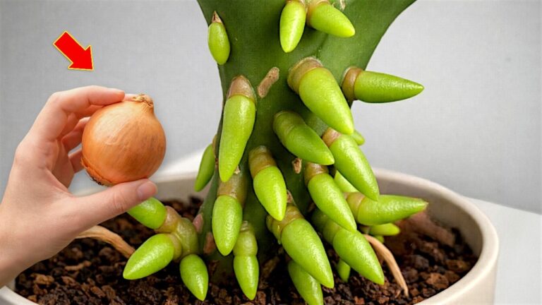 3 einfache Schritte für ganzjährige Orchideenblüte – So gelingt es garantiert!