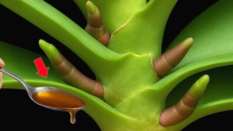 5 effektive Tipps, damit deine Orchidee schnell Wurzeln schlägt! ✨
