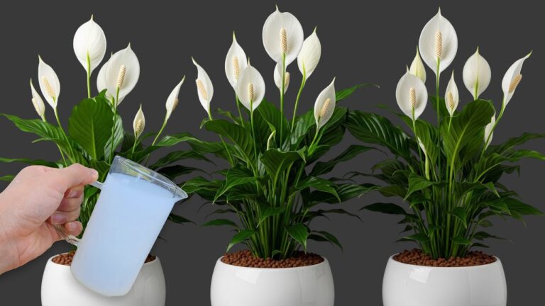 Entdecke 1 Cup pro Woche: Blumen blühen das ganze Jahr lang ohne zu verblassen!