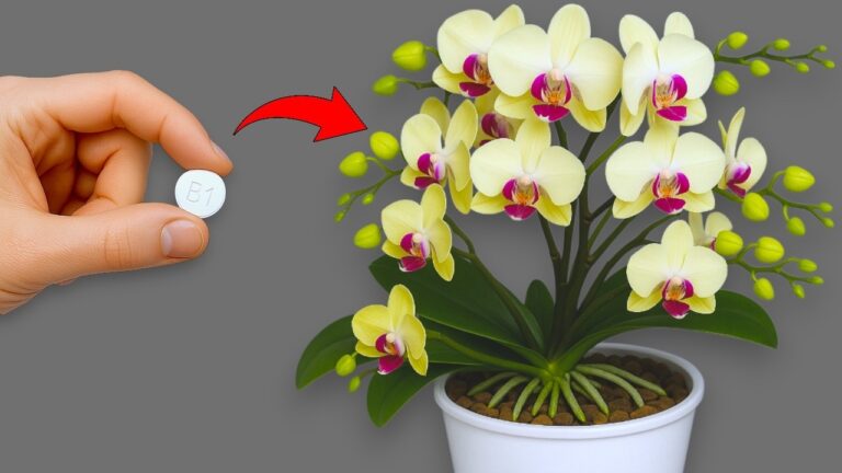 5 Tipps für die perfekte Orchideenpflege: Blütenpracht das ganze Jahr!