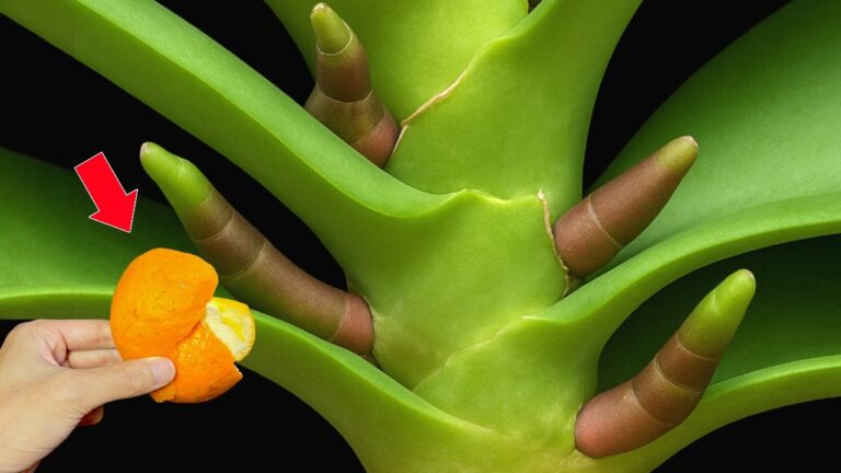 1 Obst für prächtige Orchideen: So wachsen sie das ganze Jahr über!