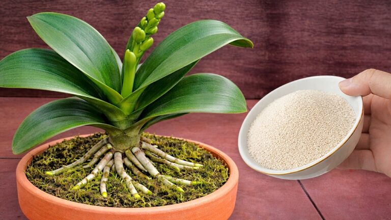 1 Teelöffel für 1001 Wurzeln: So blüht deine Orchidee herrlich auf!