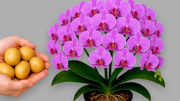 1001 Wurzeln: So blühen deine Orchideen wie nie zuvor!