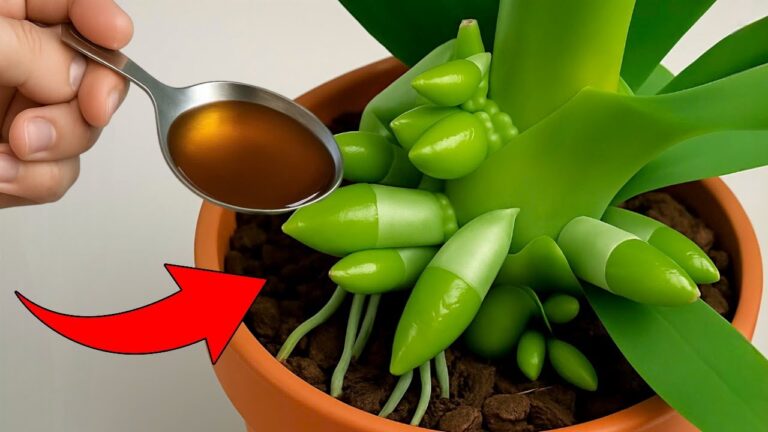 1 Löffel pro Woche: So blüht deine Orchidee das ganze Jahr über!