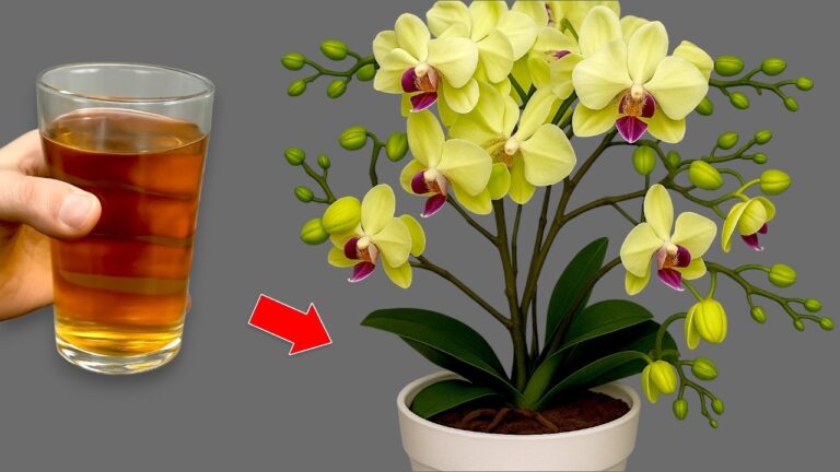 5 einfache Tipps für das ganzjährige Blühen deiner Orchideen
