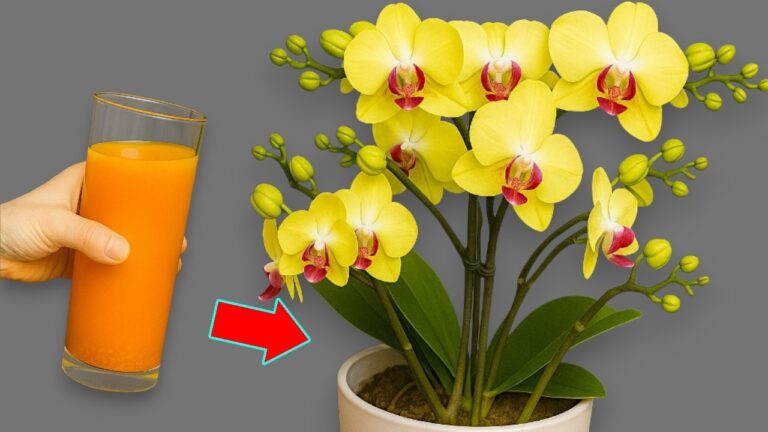 1 Tasse pro Monat: So blühen Wurzeln und Blumen das ganze Jahr über