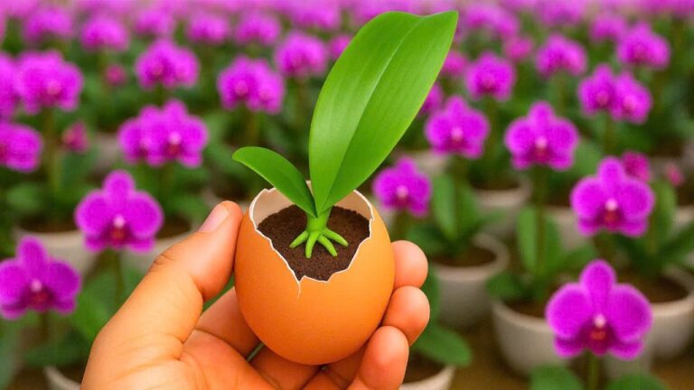 Einfache Orchideenpflege: So wächst deine Pflanze in 30 Tagen mit nur 1 Ei!