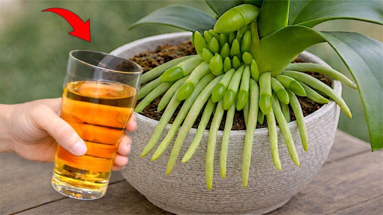 Die 3 Schritte, um mit nur einem Tropfen Orchideenblüten zu zaubern!