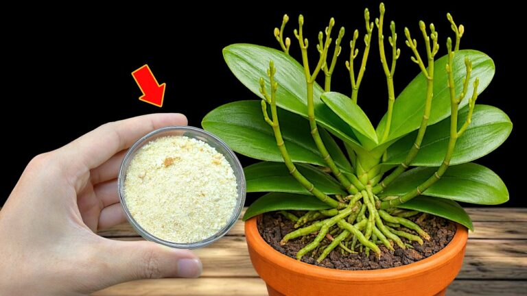 100 Zweige und ganzjähriger Blumenschmuck: So gelingt deine Orchidee!