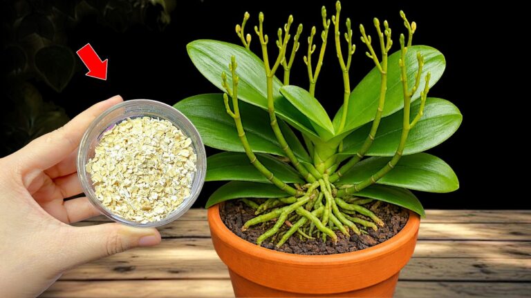 Orchideen schnell vermehren: 5 Geheimtipps für das ganze Jahr blühen!
