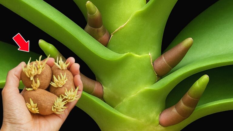 500% mehr Blütenstängel: So pflegst du deine Orchideen richtig!