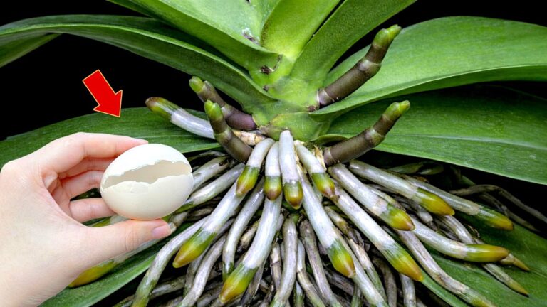 6 Tipps für die perfekte Orchideenpflege und magische Blütenpracht entdecken