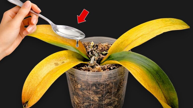 So blüht deine Orchidee in 7 Tagen: Ein Geheimtipp für prächtige Blumen!