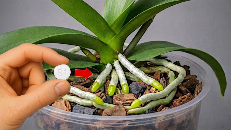 Blühende Orchideen: 5 Tipps für neue Wurzeln und ganzjährige Blütenpracht!