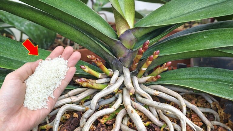 1 Stück pro Woche: So blühen deine Orchideen 500% mehr!