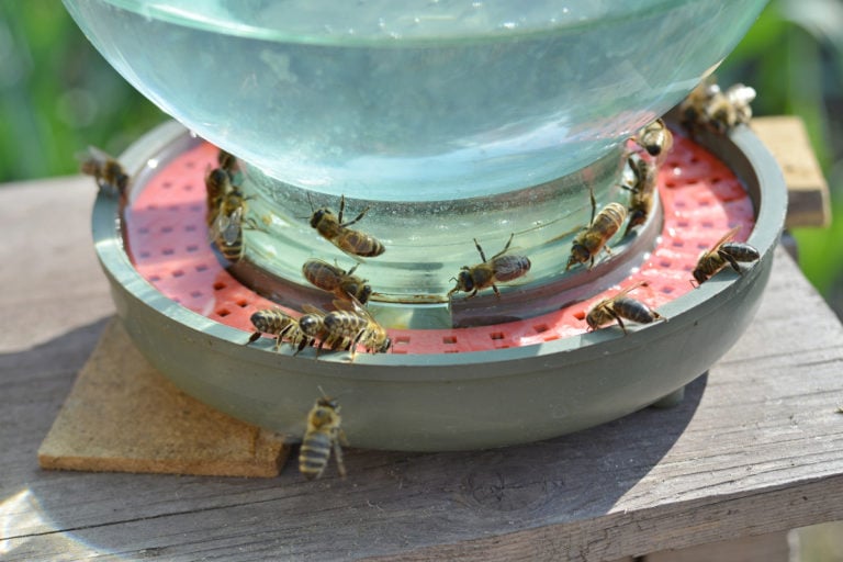 7 Ideen für Bienentränken zur Wasserversorgung von Bienen