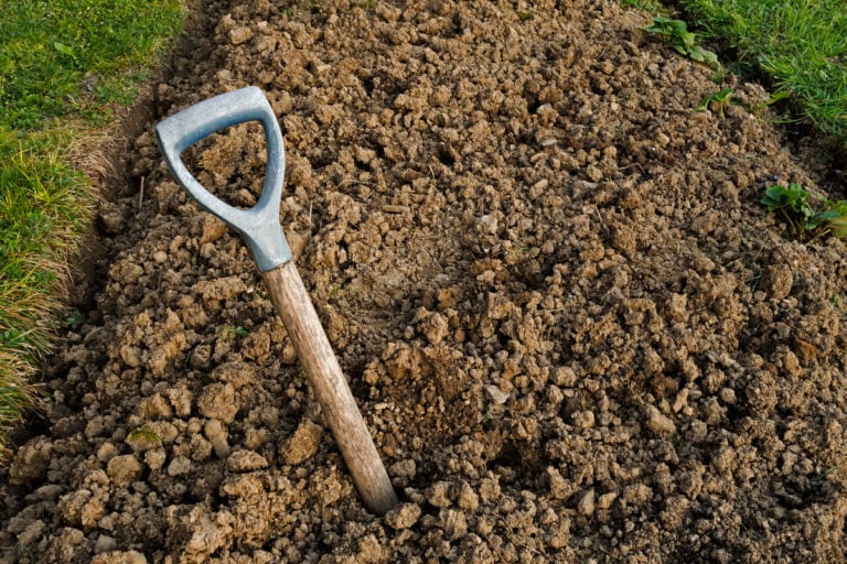 Die 100 besten Pflanzen für lehmigen Boden: Gemüse, Blumen, Sträucher und Bäume