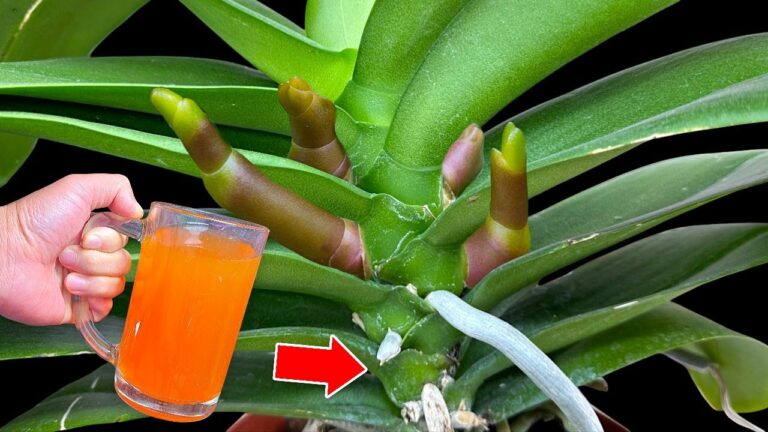 5 Geheimtipps für die perfekte Pflege deiner Orchideen!