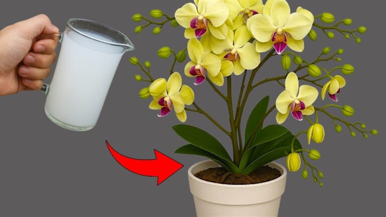 300-mal schneller: Orchideen blühen das ganze Jahr mit 1 Cup pro Monat!