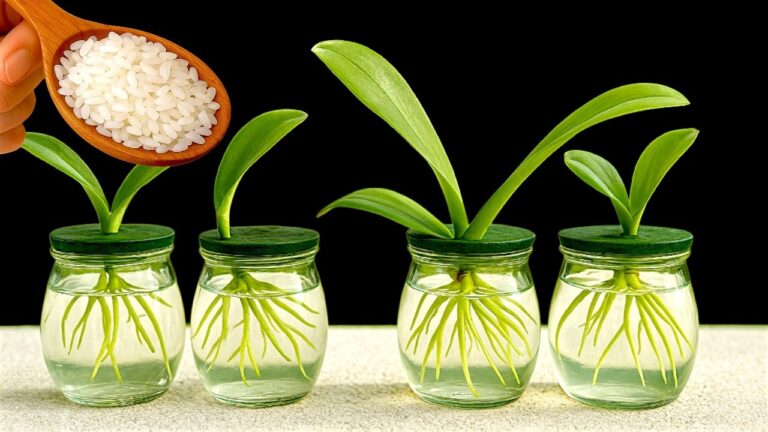 10 geniale Tipps für Orchideen ohne Erde – So blühen sie prachtvoll!