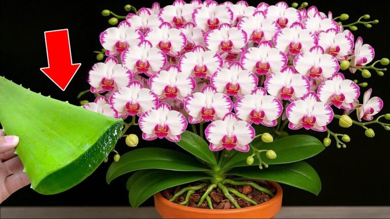 Entdecke 3 Tipps, wie Aloe Vera deine Orchideen um 600% zum Blühen bringt!