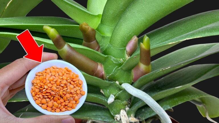 5 Tipps für blühende Orchideen in nur 5 Minuten – Entdecke das Geheimnis!