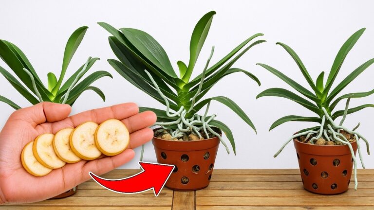 Entdecke das Geheimnis: 1 Schnitt pro Woche macht Orchideen 1001-fach schön!