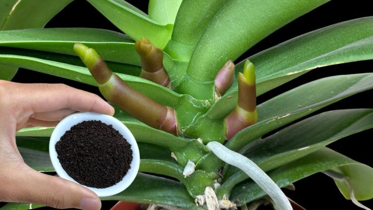 5 Tipps für magische Orchideenblüten – So gelingt die Blüte garantiert!