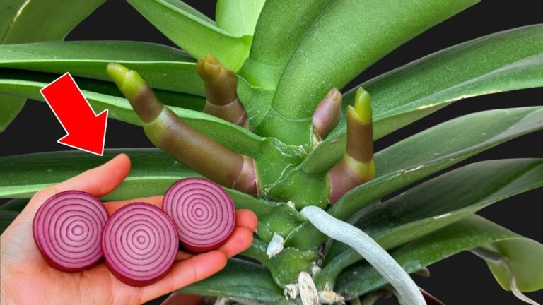 So züchtest du mit 1 Flasche pro Woche Orchideen, die ganzjährig blühen!